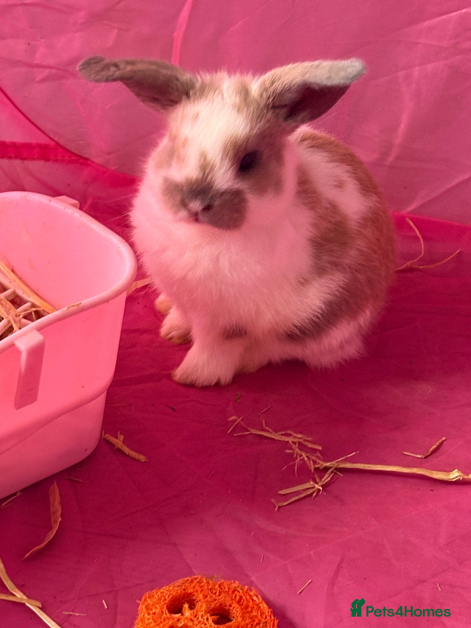 Mini Lop rabbits Baby mini lop rabbits - Advert 1