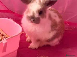 Mini Lop rabbits Baby mini lop rabbits - Advert 1