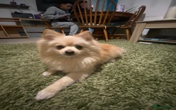 Pomeranian dogs for stud: Male STUD not for SALE!! Name Katakury.  - Image 4