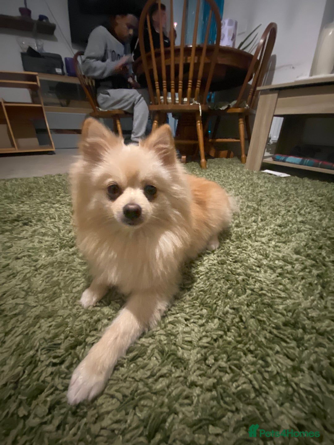 Pomeranian dogs for stud: Male STUD not for SALE!! Name Katakury.  - Image 4