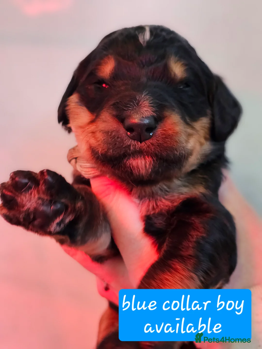 Bernedoodle dogs for sale: All currently reserved! Quality F1Bernedoodle pups - Advert 2