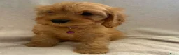 Cavapoo dogs for sale: Beautiful F1 Cavapoo Puppies - Advert 4