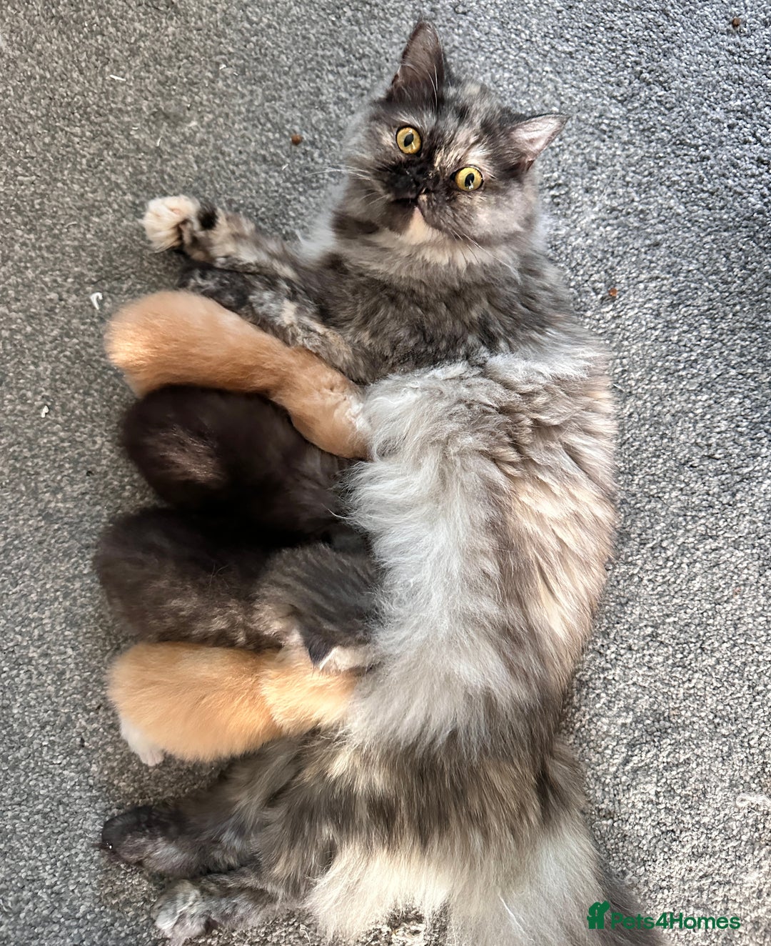 Persian cats for sale: 2 gorgeous cuddly Persian baby boys💙 - Advert 8