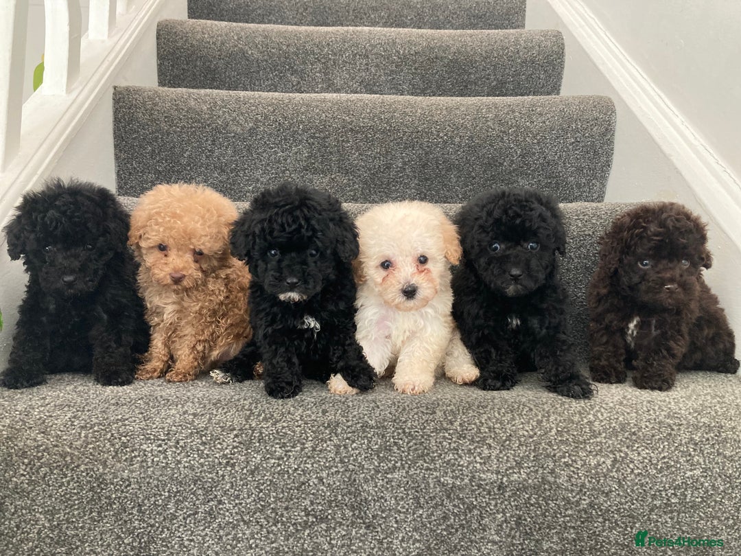 Toy Poodle dogs for sale: KC registered toy poodle puppies - Image 1