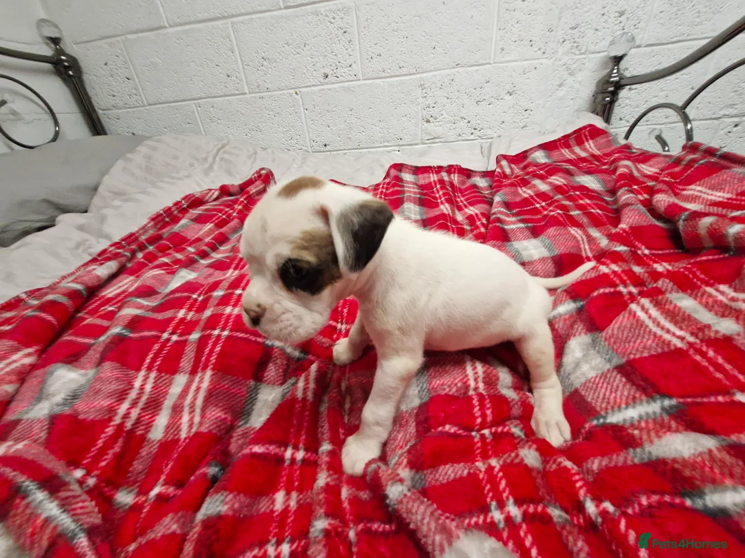 Boxer dogs for sale: Kc boxer puppies - Advert 4