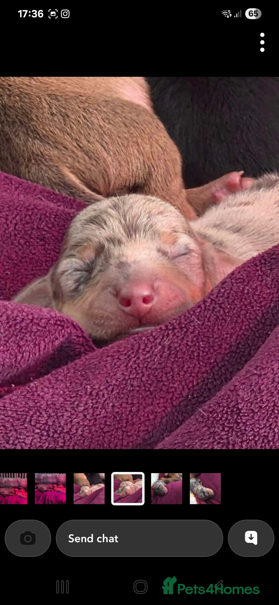 Dachshund dogs for sale: Dashound puppies for sale.  - Image 3