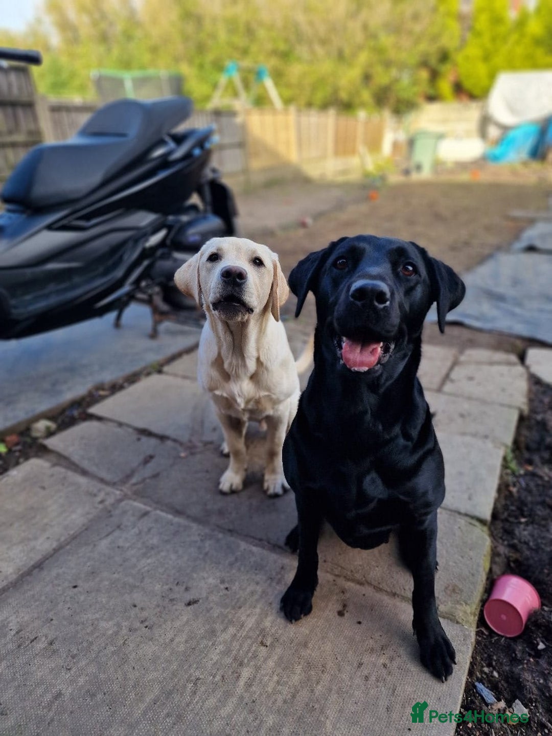 Labrador Retriever dogs for sale: Labrador puppies - Advert 18