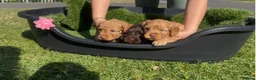 Cockapoo dogs for sale: COCKAPOO PUPPIES beautiful  in Oldham - Advert 12
