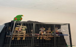 Parrots birds for sale: Male Eclectus parrot - Image 2