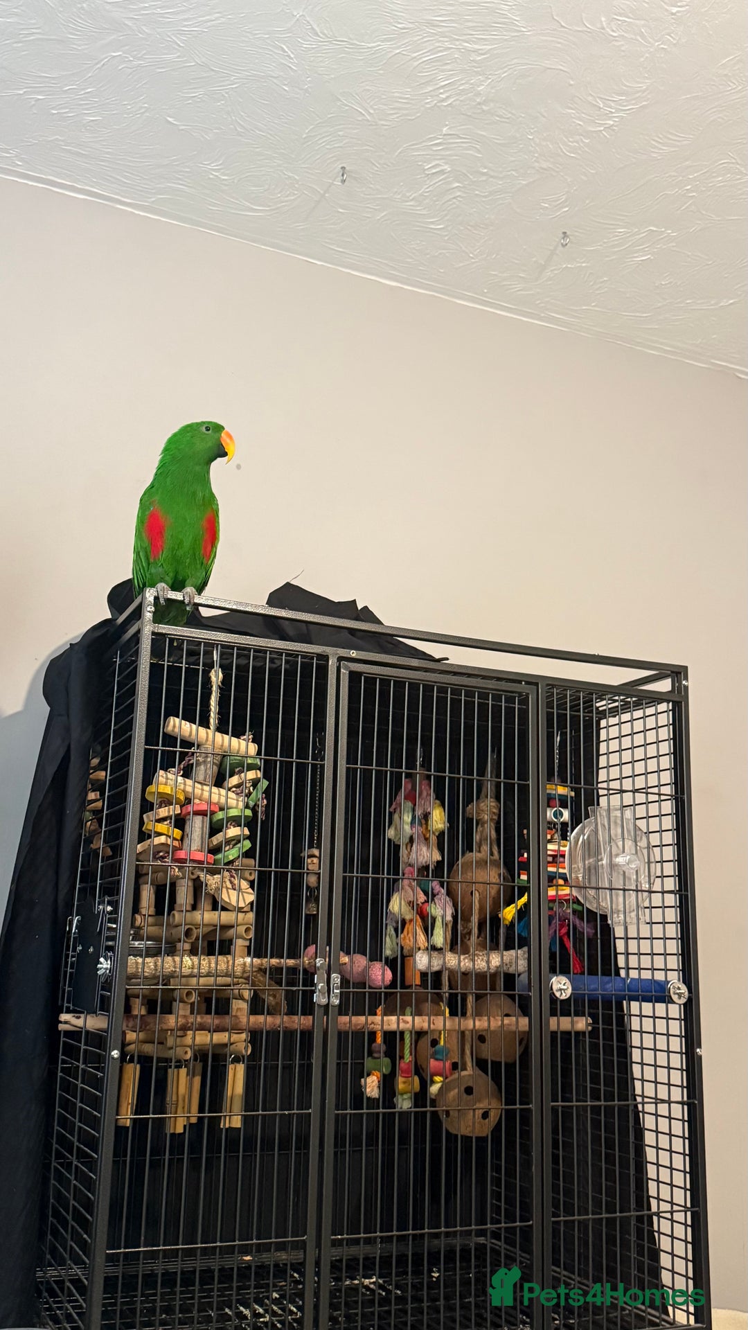 Parrots birds for sale: Male Eclectus parrot - Image 2