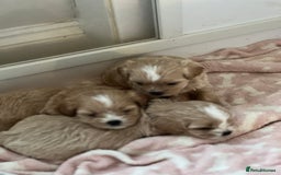 Shihpoo dogs for sale: Shihpoo puppies looking for homes - Image 7