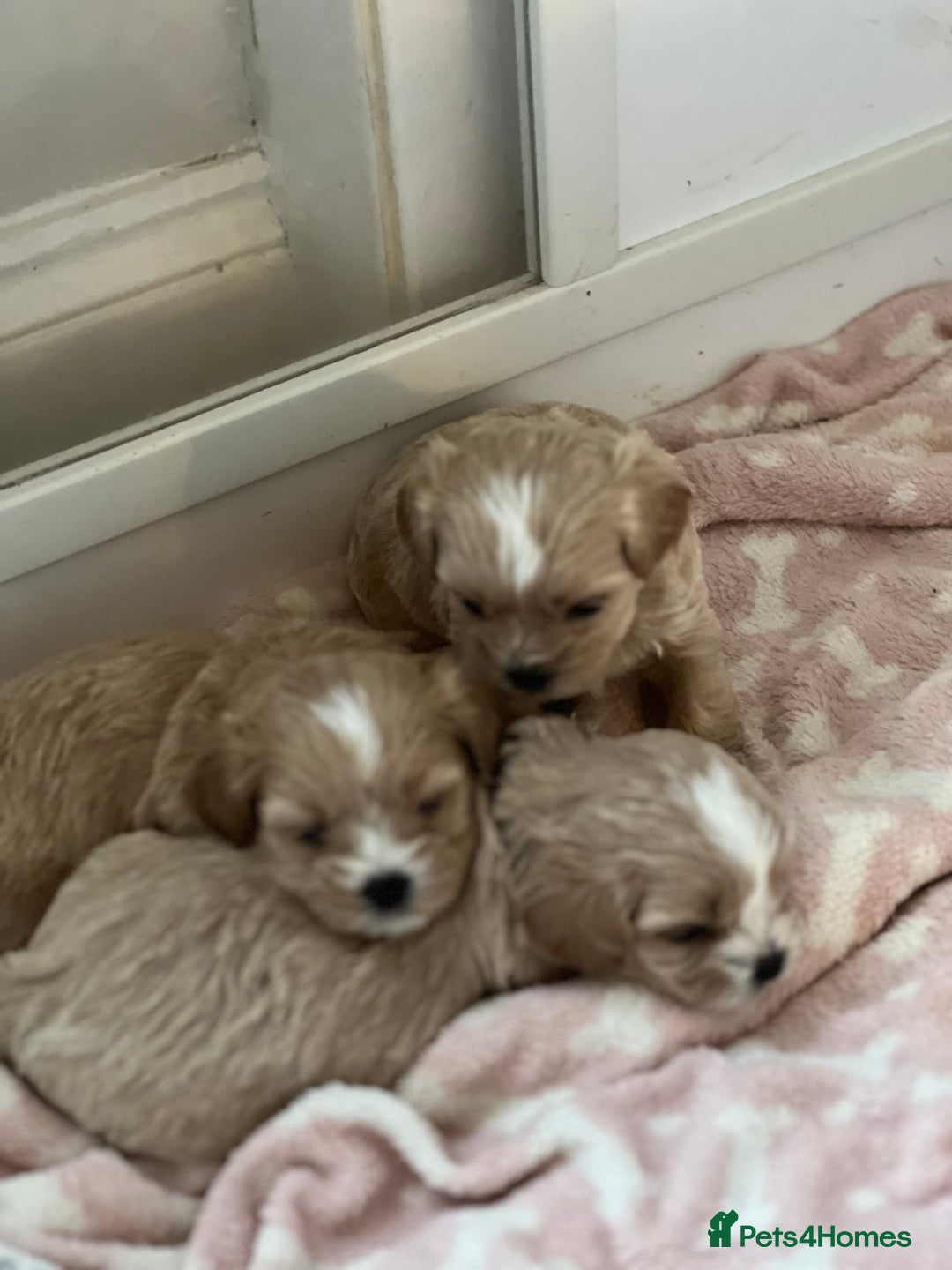 Shihpoo dogs for sale: Shihpoo puppies looking for homes - Image 7