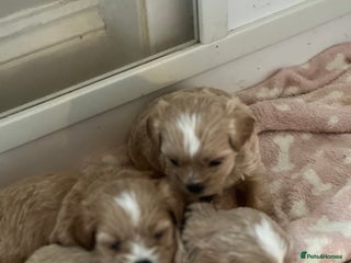 Shihpoo dogs - Advert 35