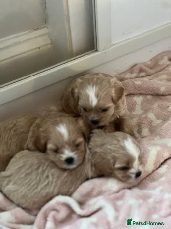 Shihpoo dogs for sale - Advert 1