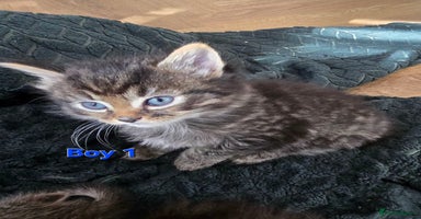 Mixed Breed cats - Advert 15
