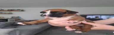 Boxer Puppy 7