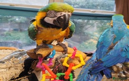 Macaws birds for sale: 2 blue and gold macaws  - Image 4