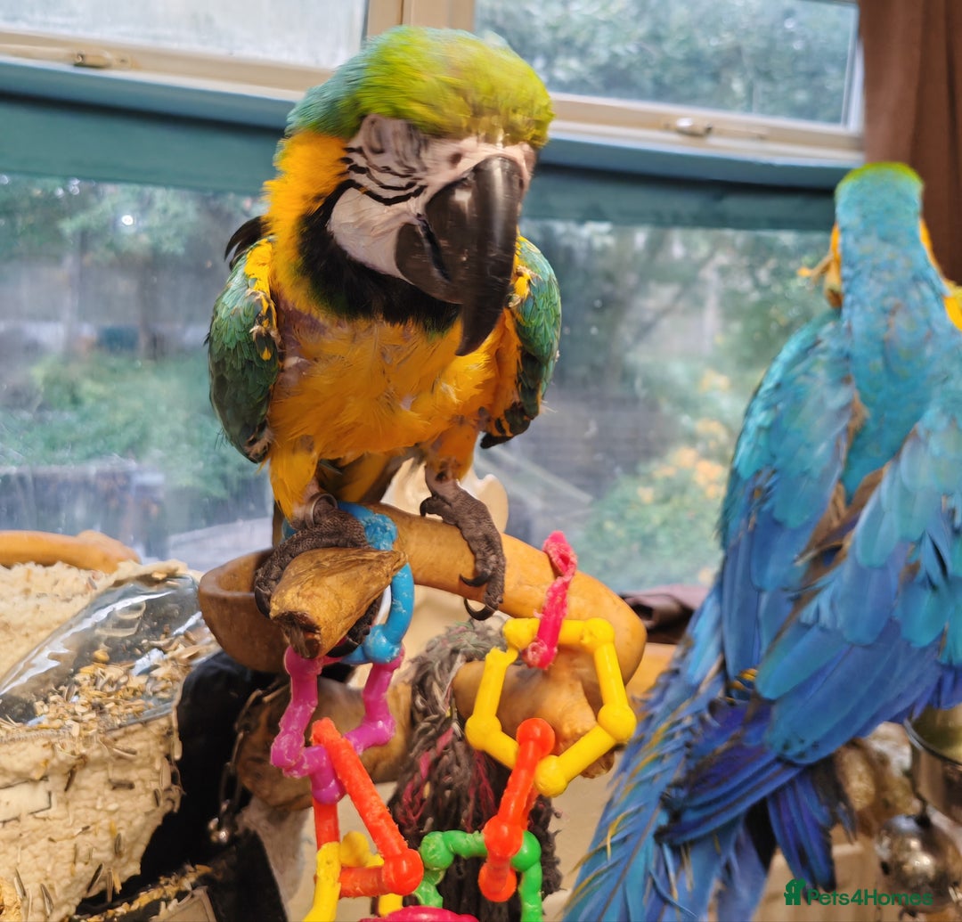 Macaws birds for sale: 2 blue and gold macaws  - Image 4