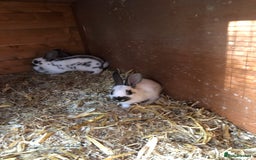 English Spot rabbits for sale: Baby English spot rabbits  in Wickford - Image 7