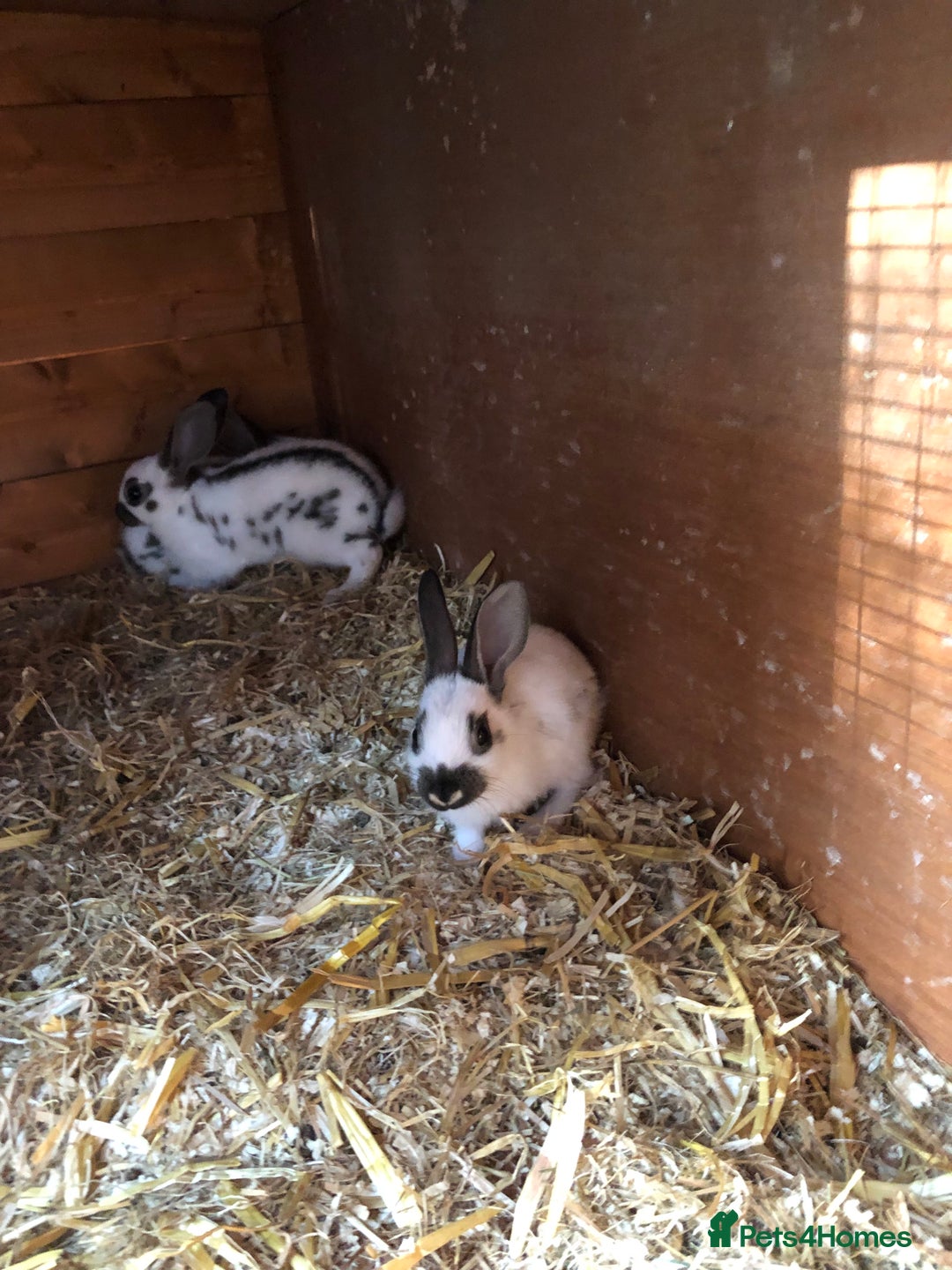 English Spot rabbits for sale: Baby English spot rabbits  in Wickford - Image 7