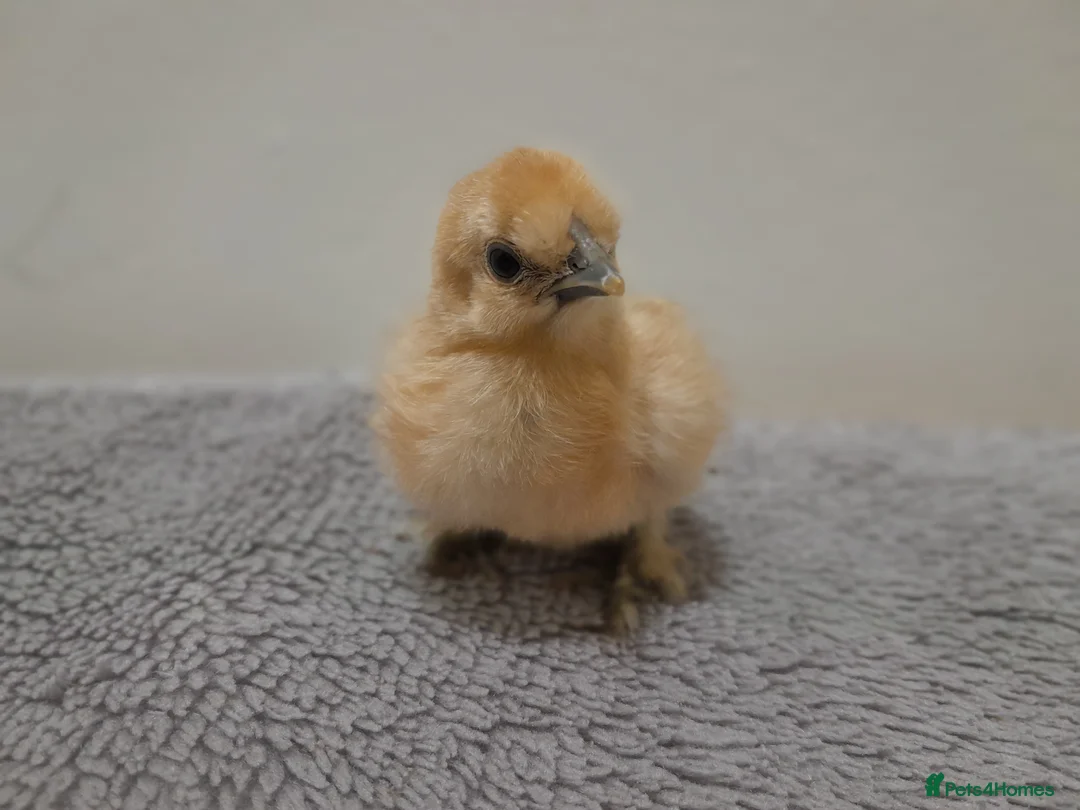 Chickens poultry for sale: Bantam Silkie Chicks From 1 Week + - Advert 12