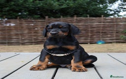 Dobermann dogs for sale: WAITLIST WINTER 2025 CEZARBLUE 5 STAR LICENSED ⭐️  - Image 15