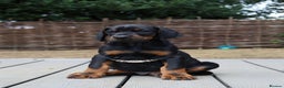 Dobermann dogs for sale: WAITLIST 2026 CEZARBLUE 5 STAR LICENSED ⭐️  - Advert 17