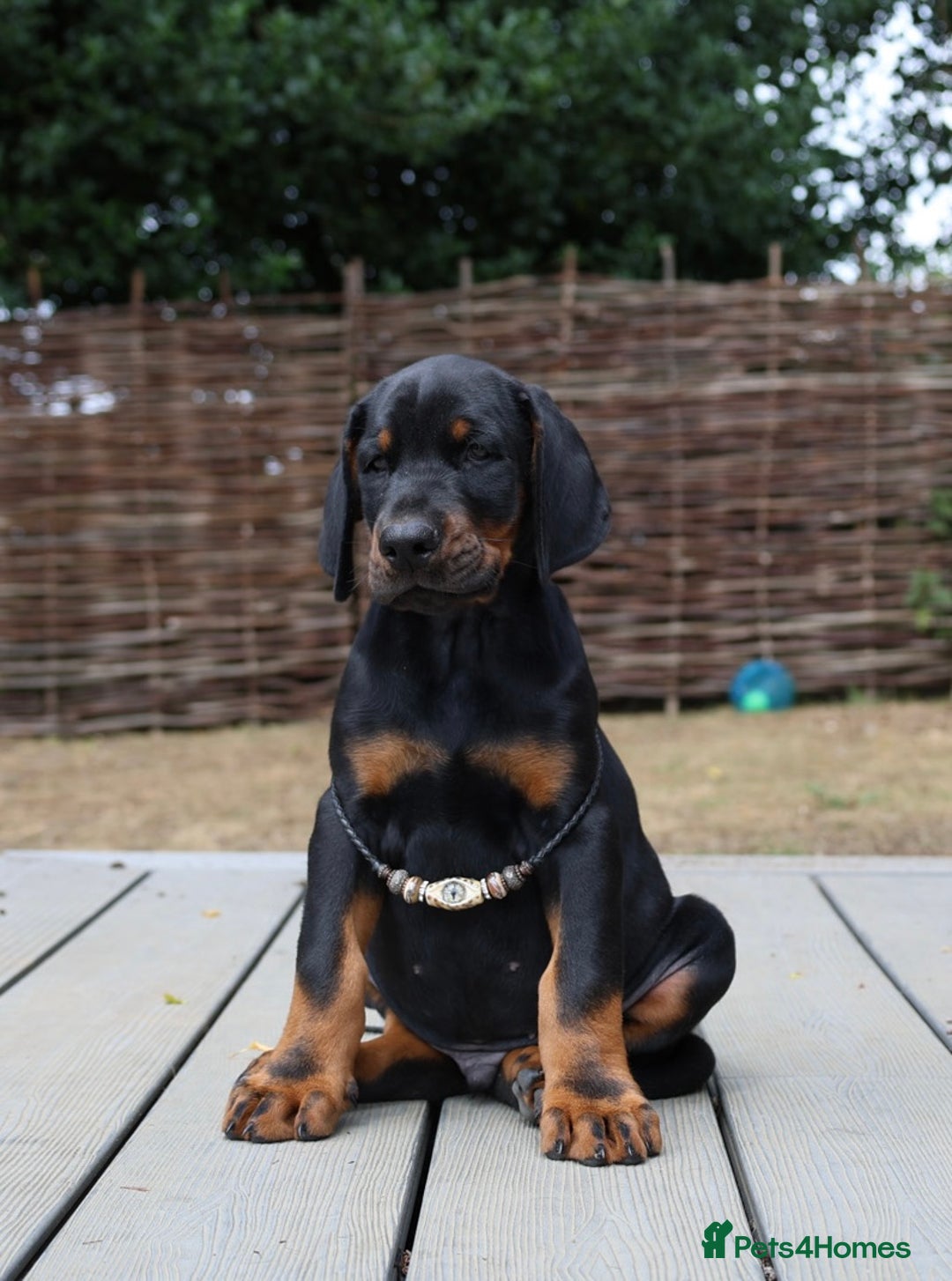 Dobermann dogs for sale: WAITLIST WINTER 2025 CEZARBLUE 5 STAR LICENSED ⭐️  - Image 15