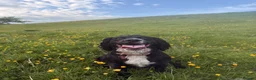 Cocker Spaniel dogs for sale: Working Type Cocker Spaniels - Advert 3