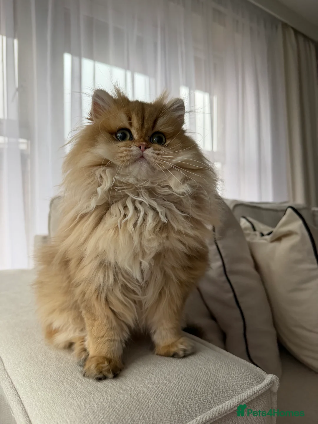 British Longhair cats for sale: Sold Amazing British Longhair Golden kitten - Advert 10