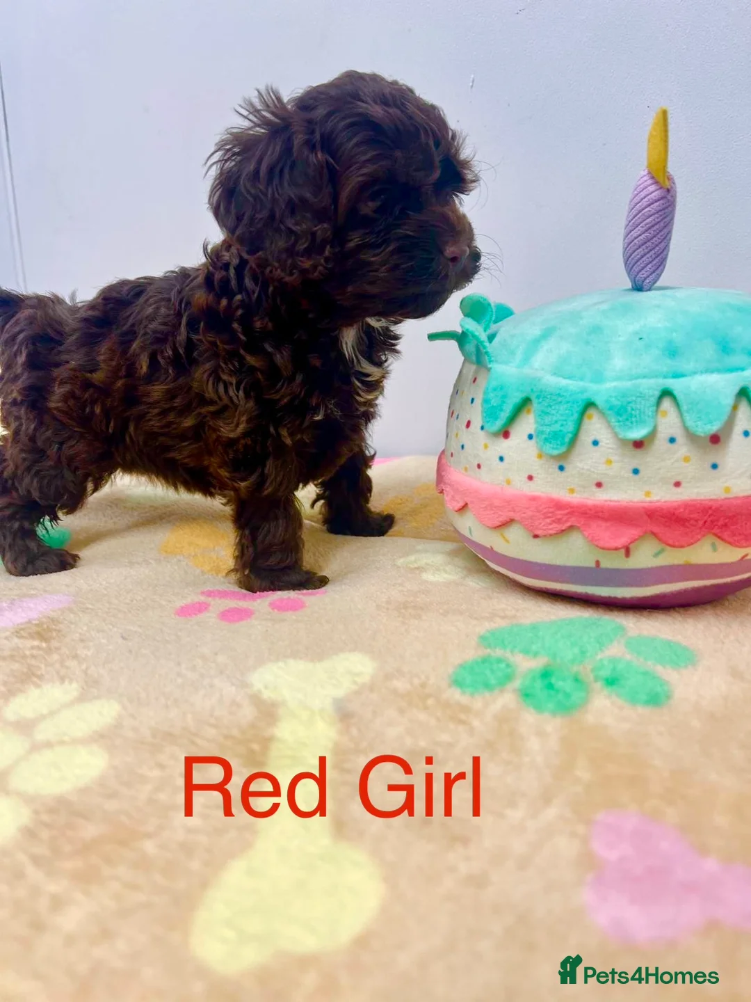 Cockapoo dogs for sale: Lovely American Cockapoo Pups Chocolates & Merles  - Advert 2