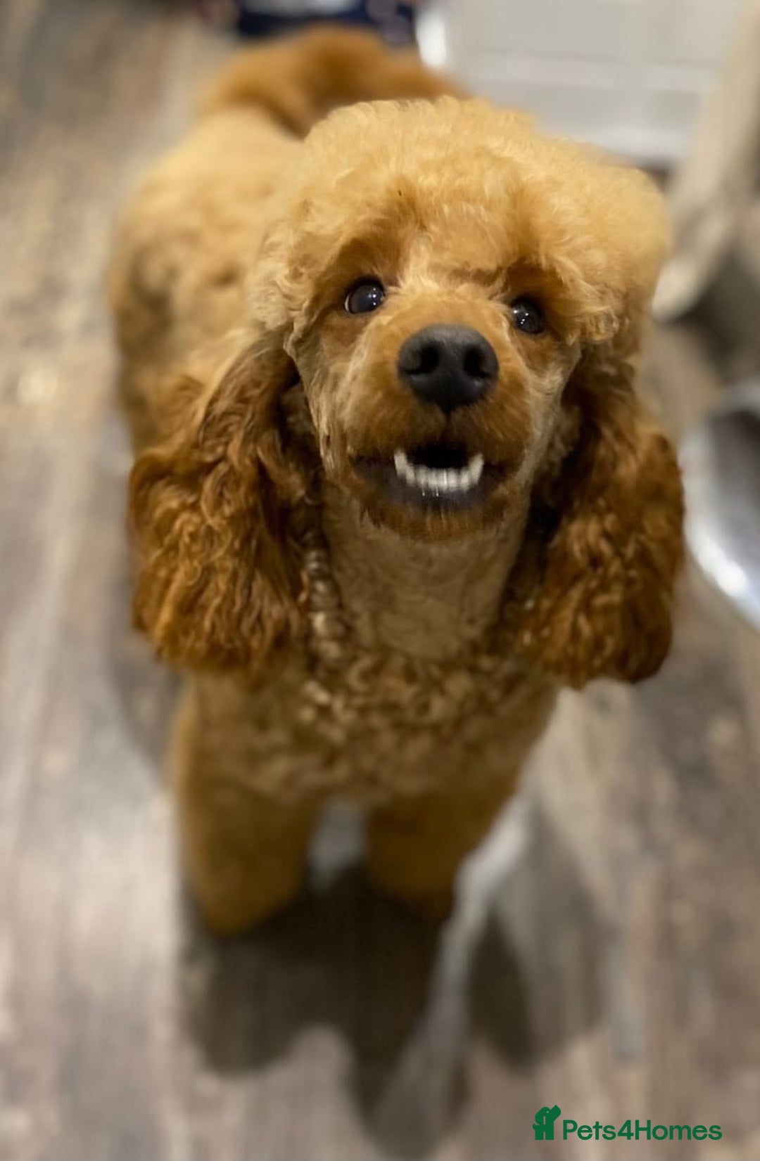 Labradoodle dogs for sale: Beautiful F1 Labradoodles - Advert 26