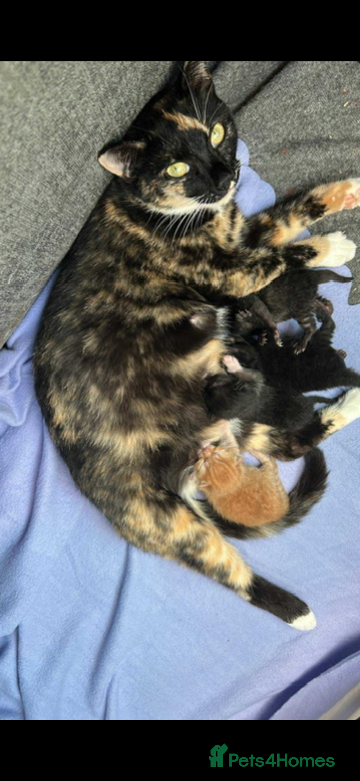 Domestic Shorthair cats tortie girl 🩷 - Advert 9