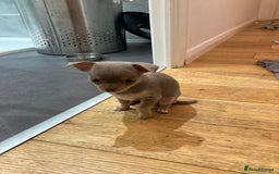 Chihuahua dogs for sale: 3 Beautiful Chihuahua puppies for sale  - Advert 5