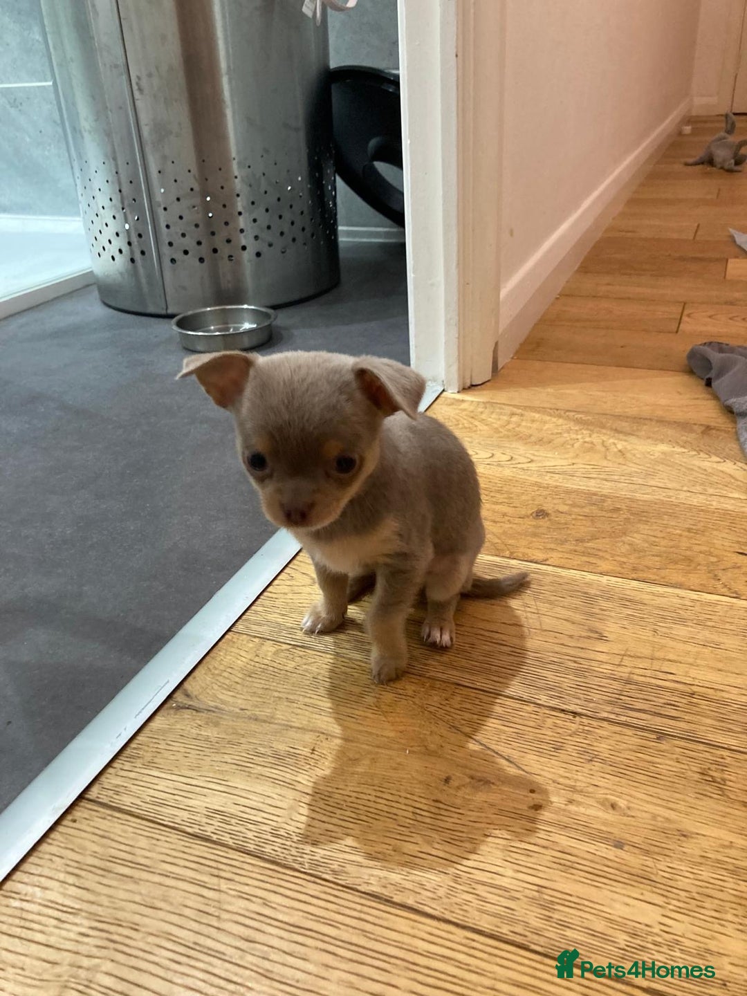 Chihuahua dogs for sale: 3 Beautiful Chihuahua puppies for sale  - Advert 5