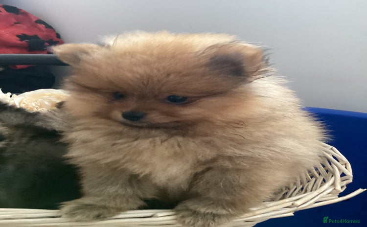 Pomeranian dogs - Advert 2