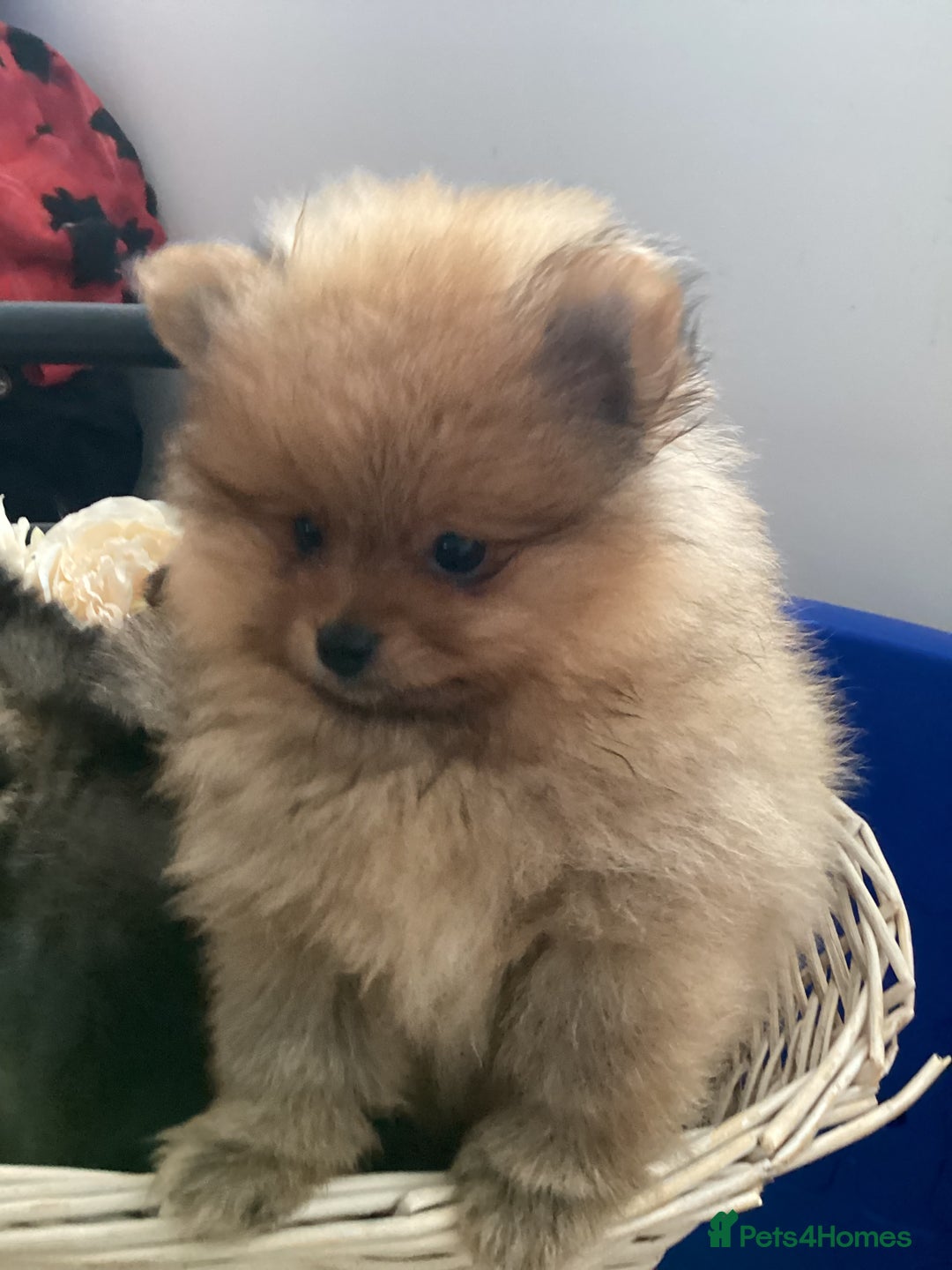 Pomeranian dogs for sale: READY NOW! kc reg STUNNING Pomeranian puppies  - Image 2