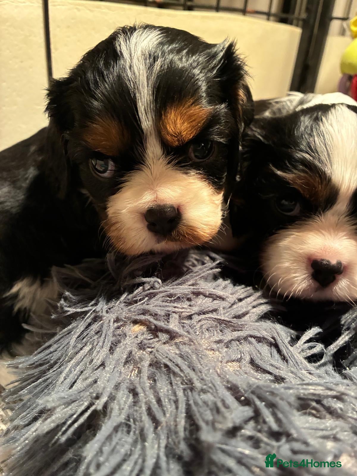 Cavalier King Charles Spaniel dogs for sale: Exceptional cavalier King Charles puppies  - Advert 2