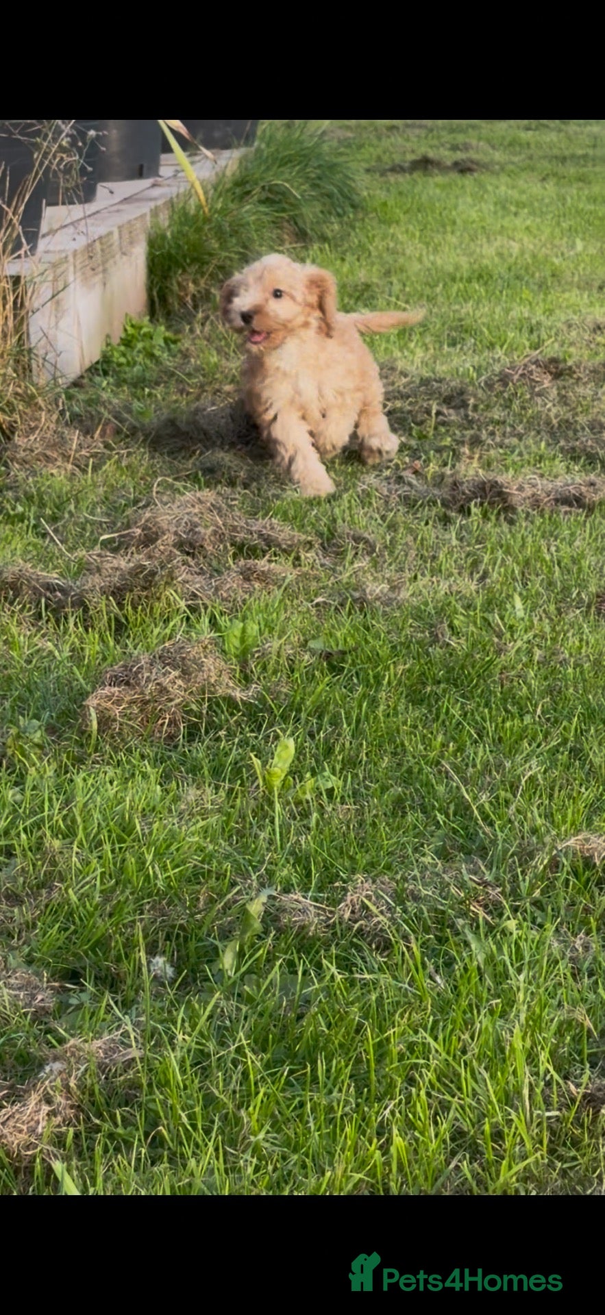 Cockapoo dogs Gorgeous F1 Cockapoo Puppies Health Tested Parents - Advert 2