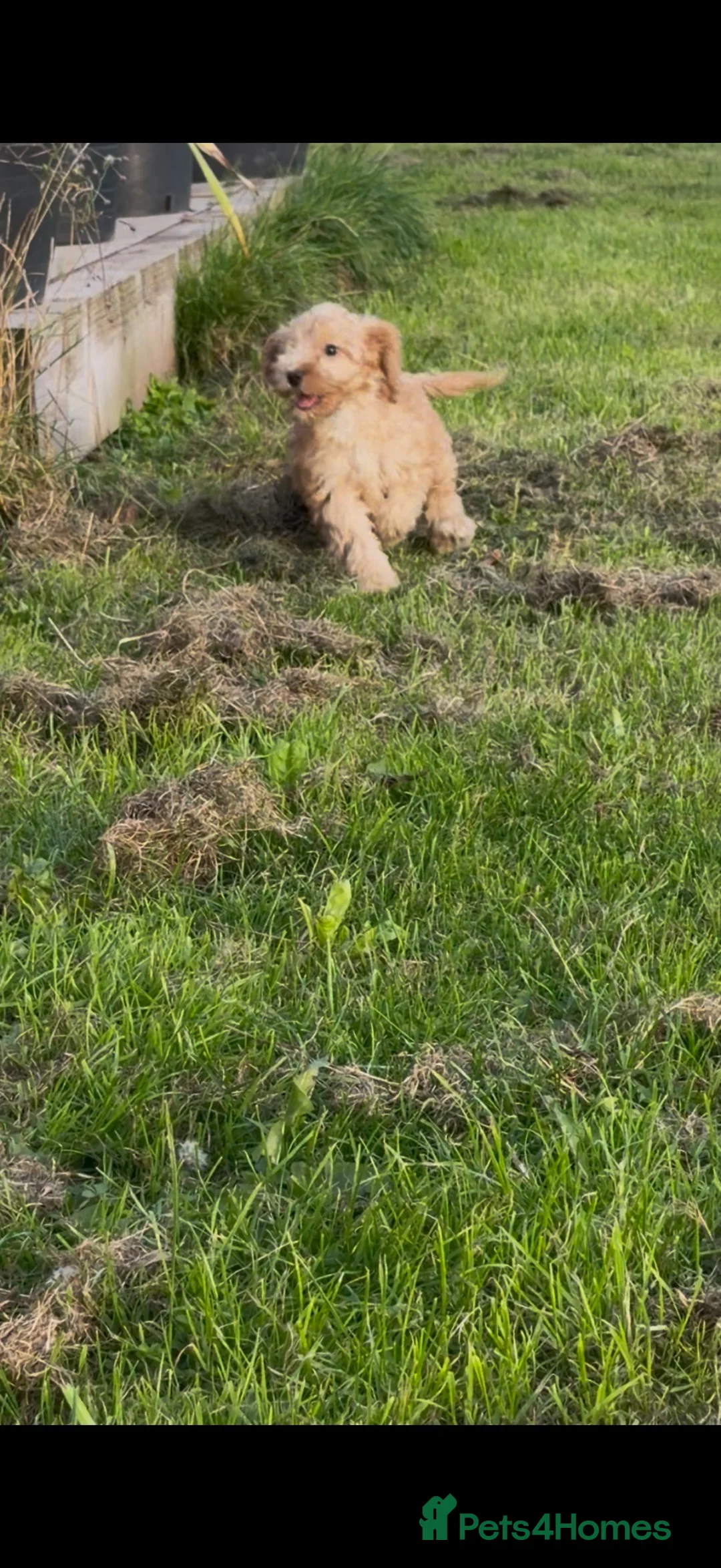 Cockapoo dogs for sale: Gorgeous F1 Cockapoo Puppies Health Tested Parents - Advert 2
