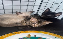 Bengal cats for sale: 1 (Left) Beautiful Bengal x Siamese kittens  in Sudbury - Image 3