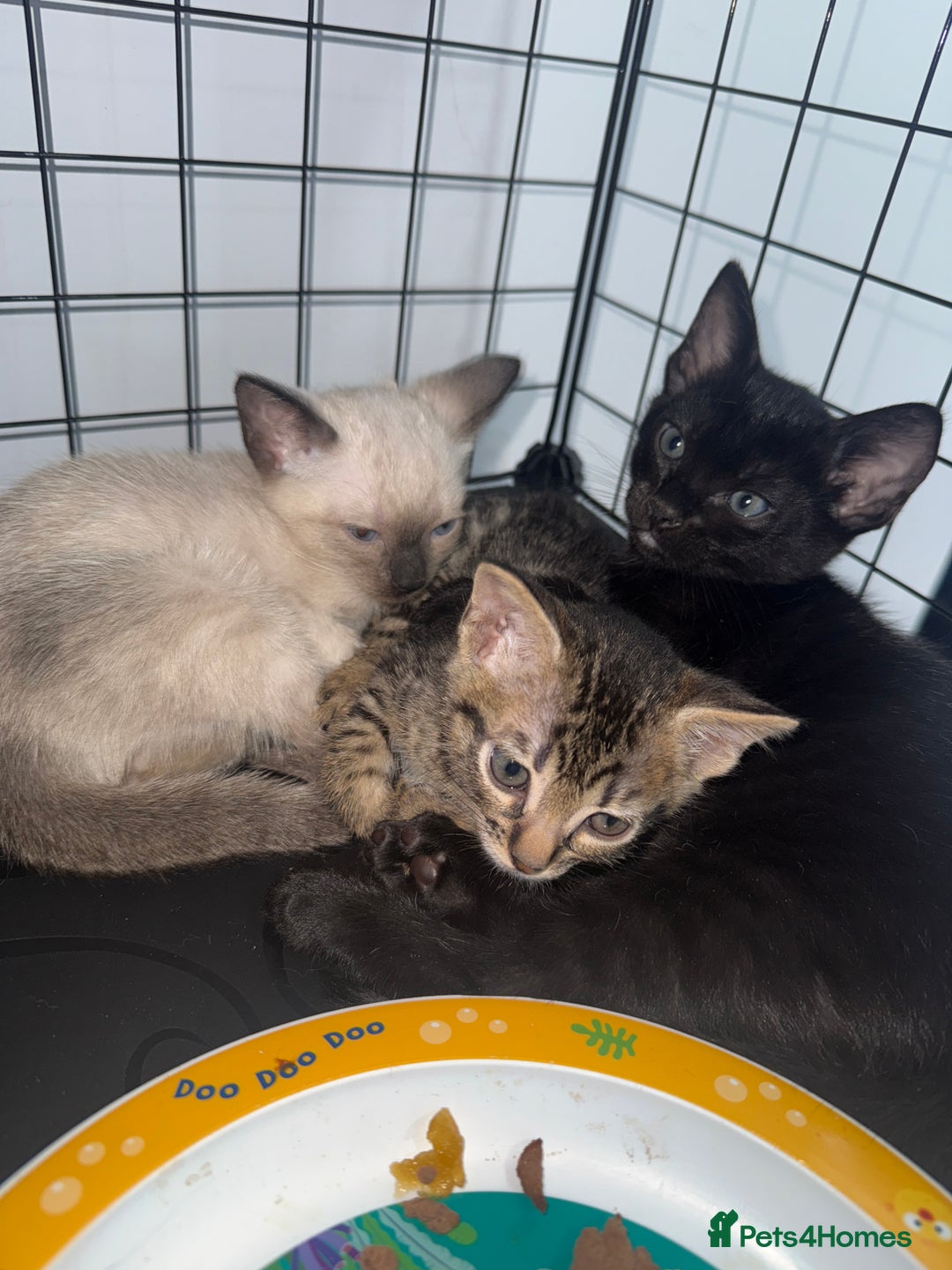 Bengal cats for sale: 1 (Left) Beautiful Bengal x Siamese kittens  in Sudbury - Image 3