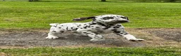 Dalmatian dogs for sale: Dalmatian puppies  - Advert 9