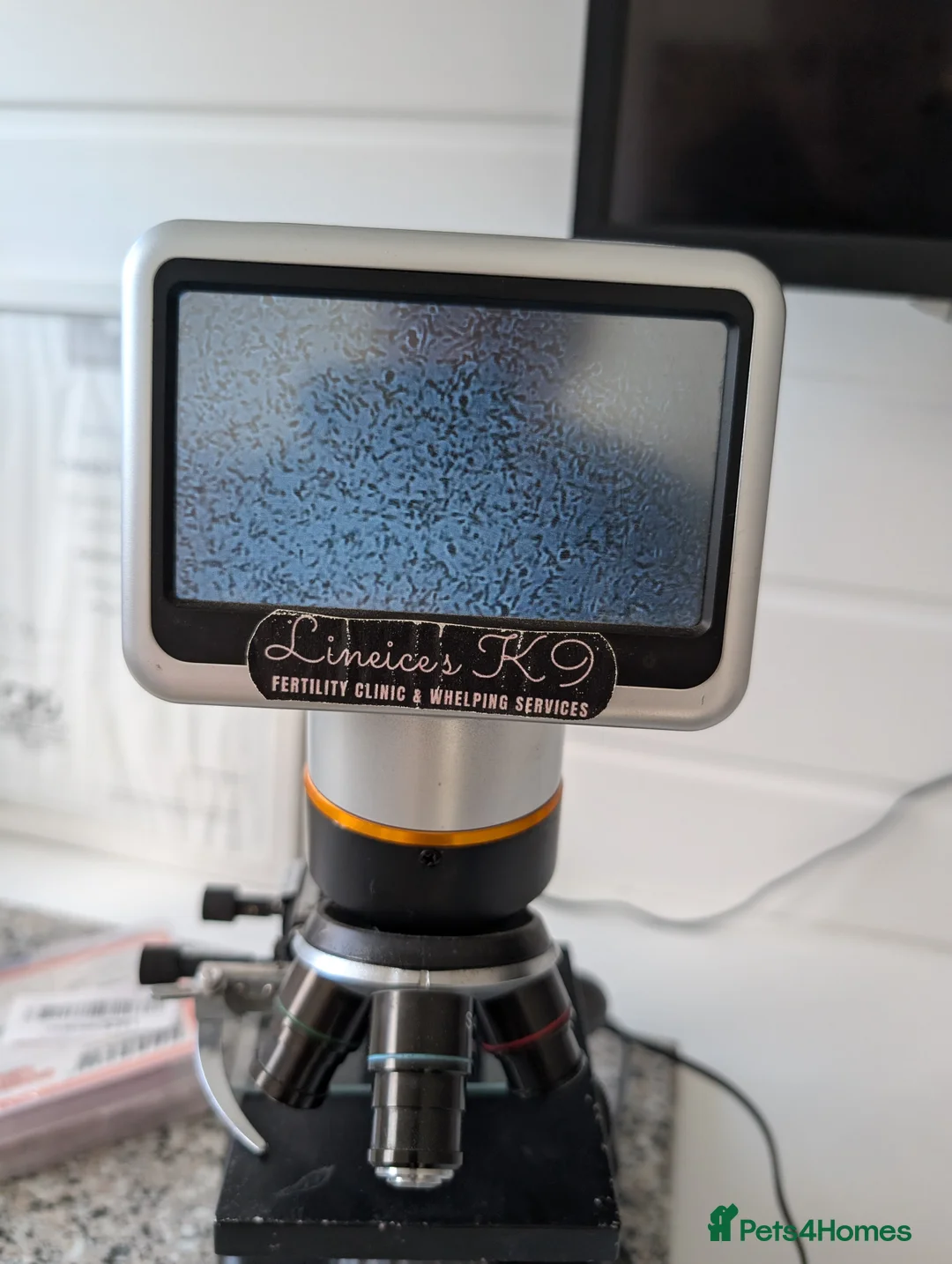 Rottweiler dogs for stud: Proven big boy ready for stud - Advert 15