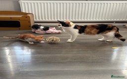 Mixed Breed cats for sale: 4 Gorgeous little boys  - Image 33