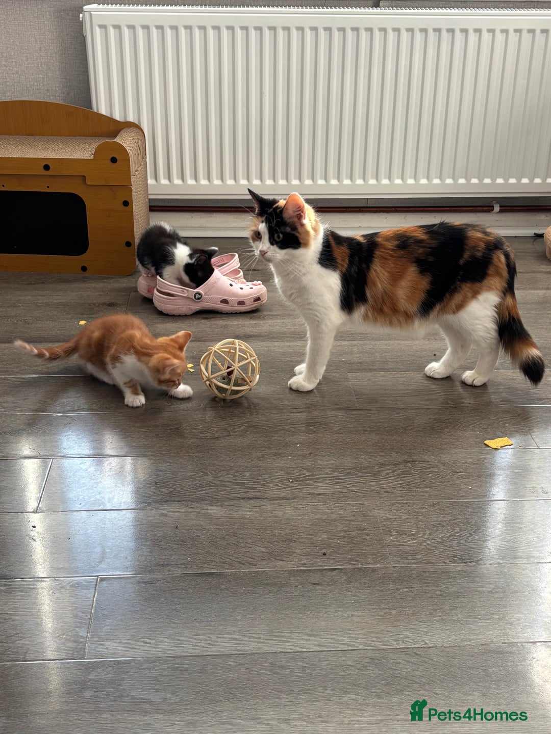 Mixed Breed cats for sale: 4 Gorgeous little boys  - Image 33