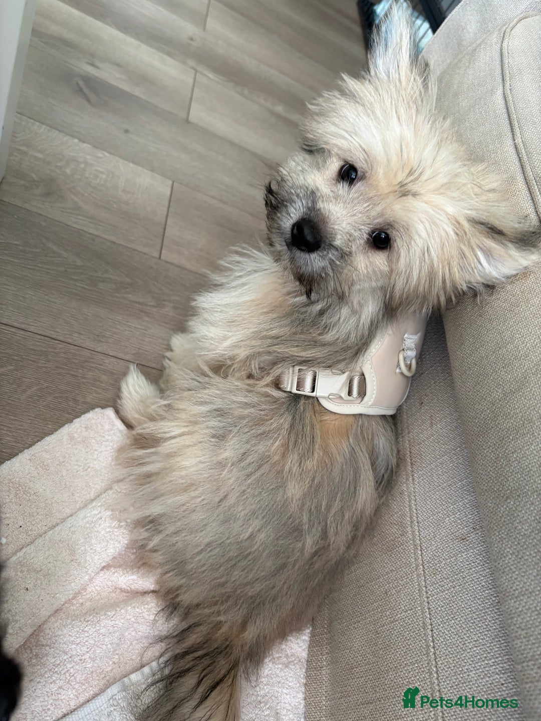 Mixed Breed dogs for sale: Penny the Pomeranian mix  - Image 13