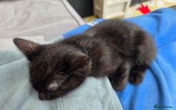 Mixed Breed cats for sale: 6 beautiful kittens for sale - Image 6