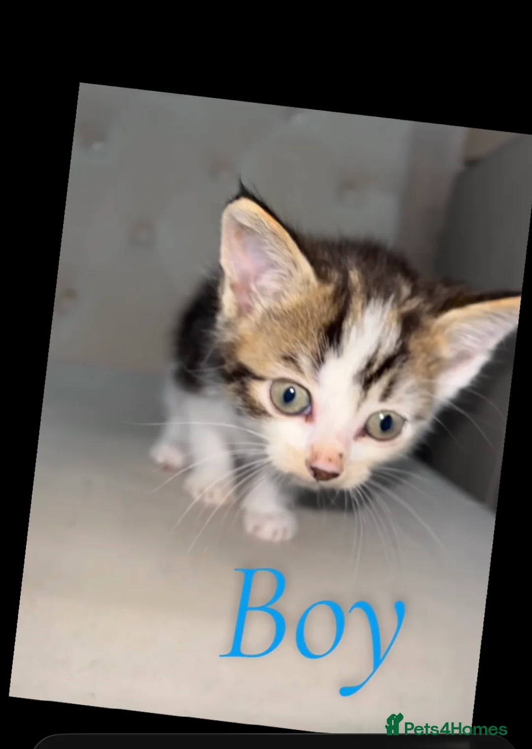 Mixed Breed cats for sale: 2 girls 2 boys mixed breed  - Advert 2