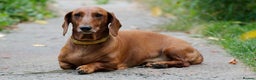 Dachshund dogs for sale: Loving Daxy NOW SOLD!! - Advert 1